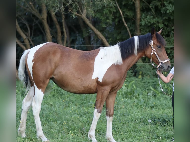 American Paint Horse Jument 1 Année 150 cm Bai in Rajcza