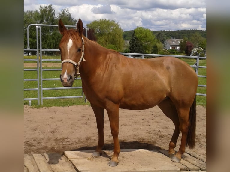 American Paint Horse Jument 1 Année 150 cm Buckskin in Crailsheim