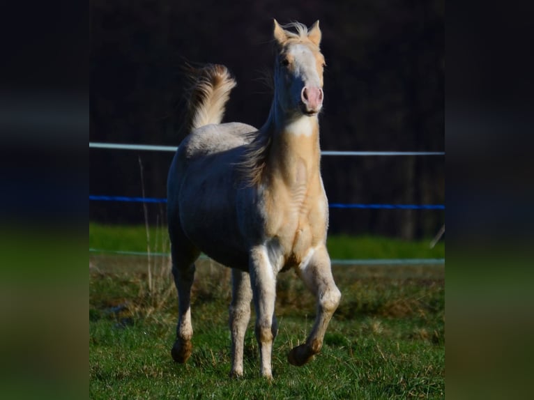 American Paint Horse Jument 1 Année 150 cm Champagne in Buchbach