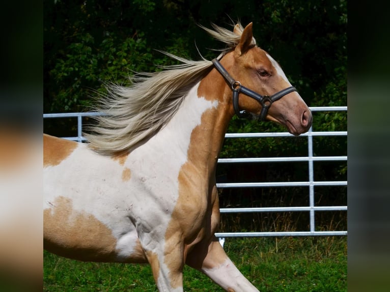 American Paint Horse Jument 1 Année 150 cm Champagne in Obertaufkirchen