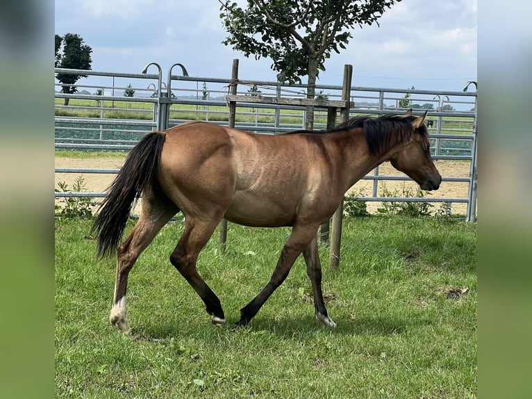 American Paint Horse Jument 1 Année 150 cm Isabelle in Emstek