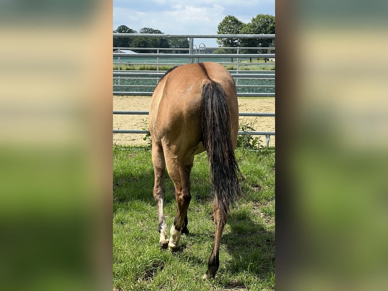 American Paint Horse Jument 1 Année 150 cm Isabelle in Emstek