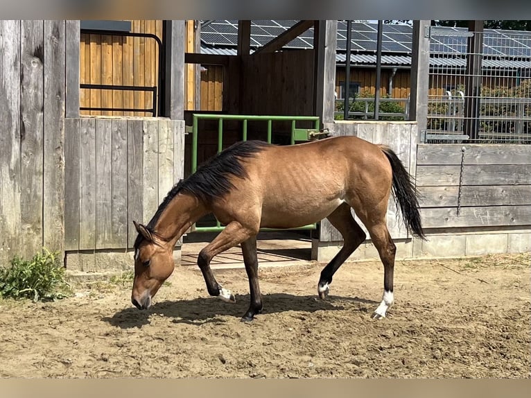 American Paint Horse Jument 1 Année 150 cm Isabelle in Emstek