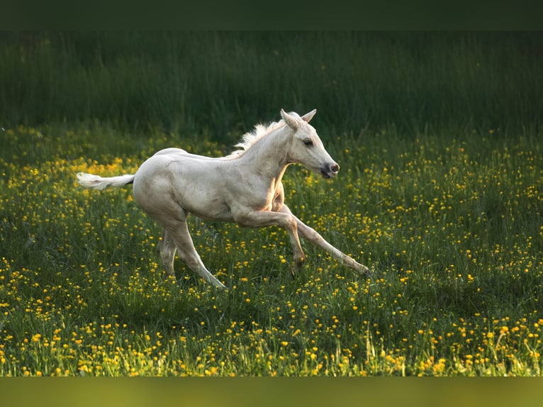 American Paint Horse Jument 1 Année 150 cm Palomino in Aachen