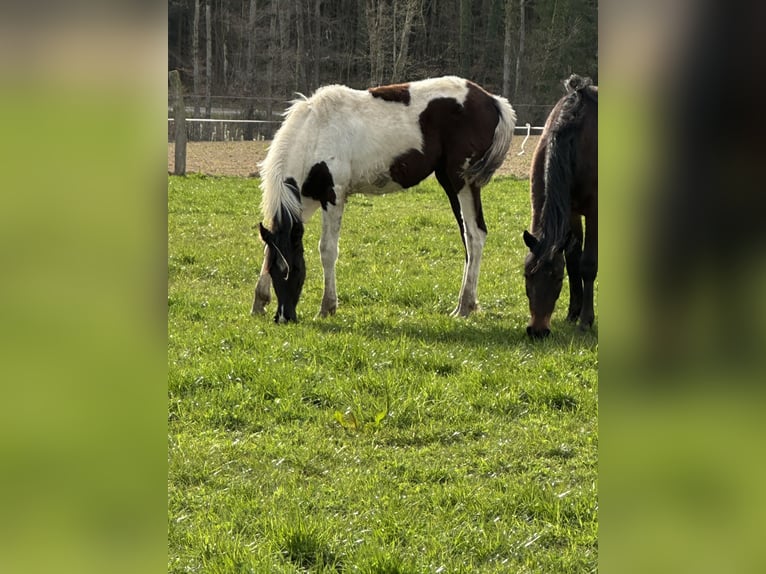 American Paint Horse Croisé Jument 1 Année 150 cm Pinto in Buchen (Odenwald)