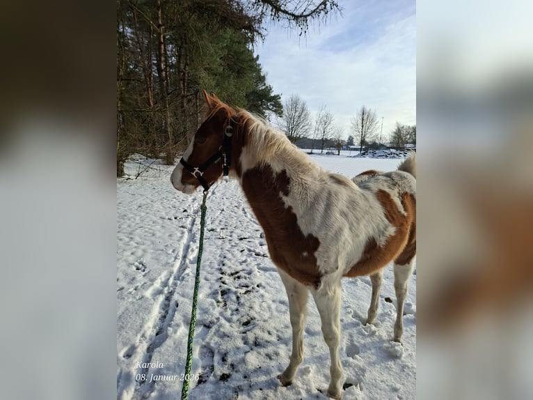 American Paint Horse Jument 1 Année 152 cm Alezan dun in UELSEN