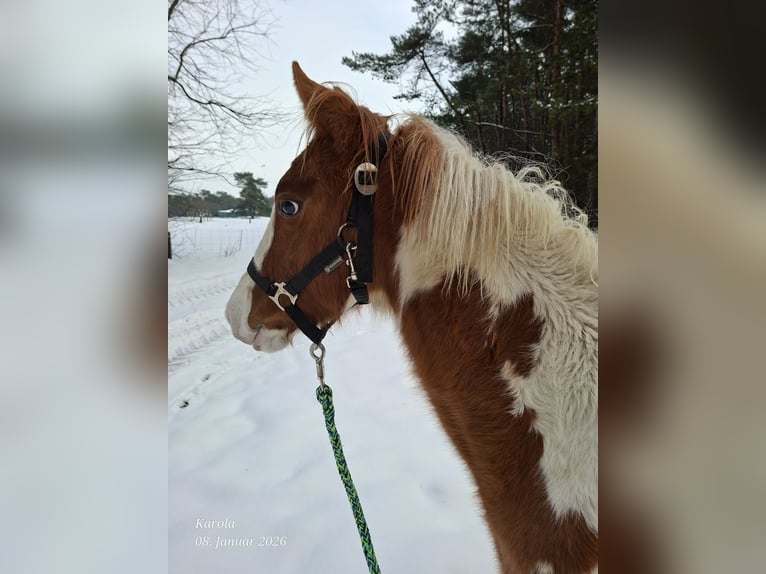 American Paint Horse Jument 1 Année 152 cm Alezan dun in UELSEN