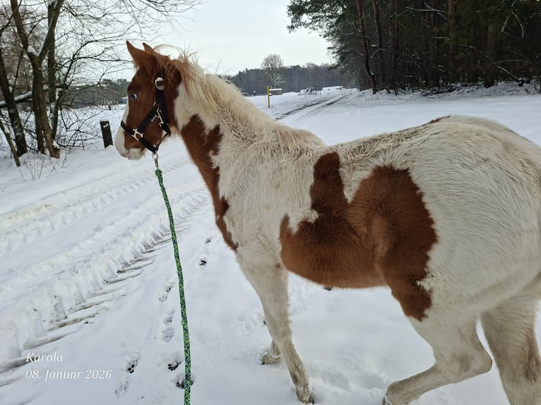 American Paint Horse Jument 1 Année 152 cm Alezan dun in UELSEN