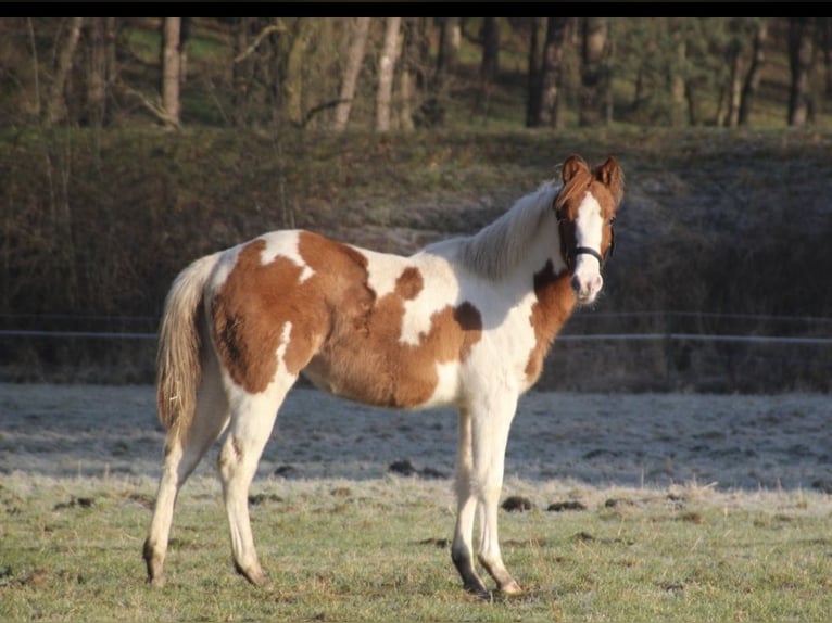 American Paint Horse Jument 1 Année 152 cm Alezan dun in UELSEN