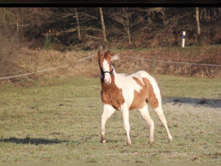 American Paint Horse Jument 1 Année 152 cm Alezan dun in UELSEN