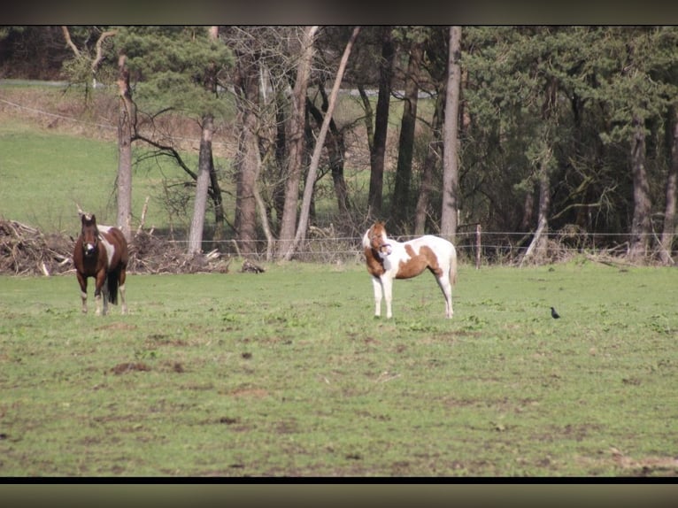American Paint Horse Jument 1 Année 152 cm Alezan dun in UELSEN