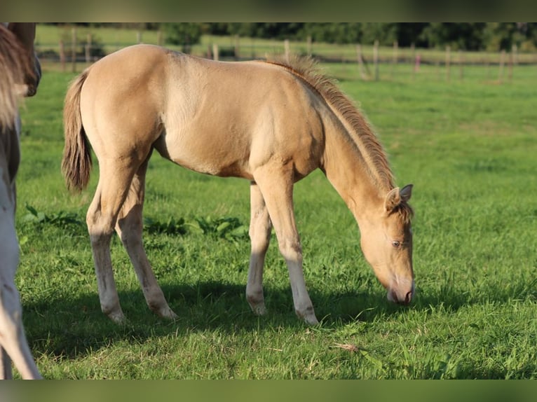 American Paint Horse Jument 1 Année 153 cm Champagne in Hellenthal