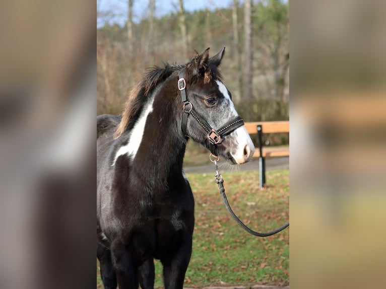 American Paint Horse Jument 1 Année 153 cm Overo-toutes couleurs in Hellenthal