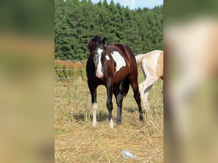 American Paint Horse Jument 1 Année 153 cm Overo-toutes couleurs in Hellenthal