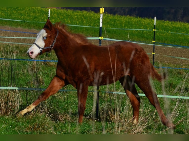 American Paint Horse Jument 1 Année 155 cm Alezan in Obertaufkirchen