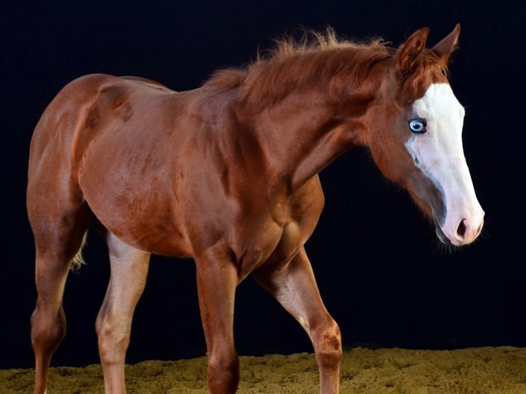 American Paint Horse Jument 1 Année 155 cm Alezan in Obertaufkirchen