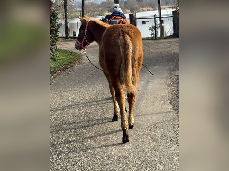 American Paint Horse Jument 1 Année Alezan in Thodure