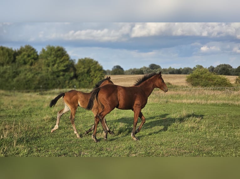 American Paint Horse Jument 1 Année Bai in Grünow