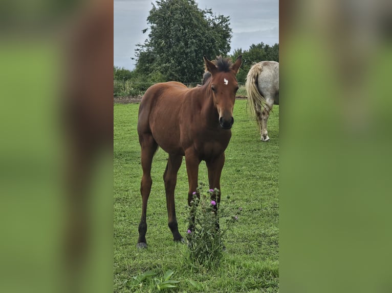 American Paint Horse Jument 1 Année Bai in Grünow