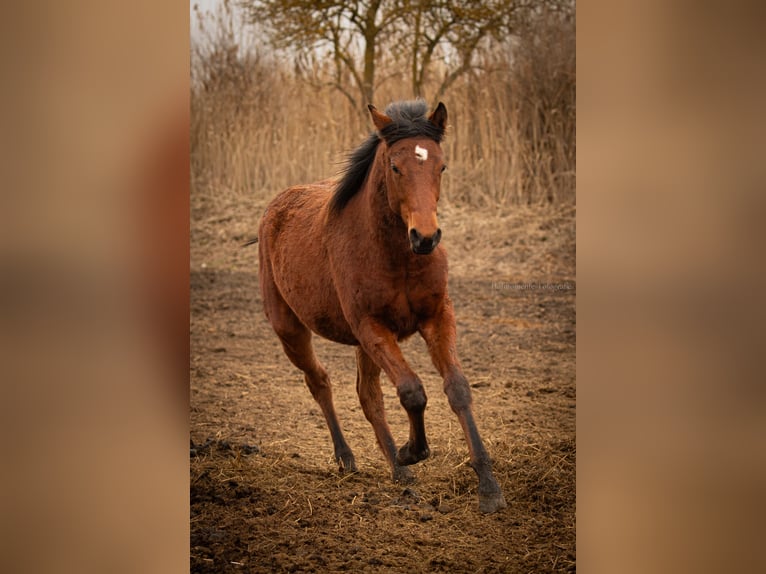 American Paint Horse Jument 1 Année Bai in Grünow