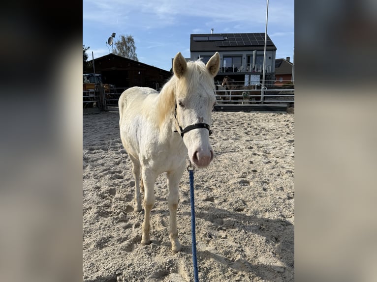 American Paint Horse Jument 1 Année Champagne in Aachen