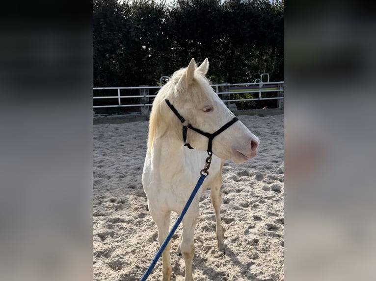 American Paint Horse Jument 1 Année Champagne in Aachen