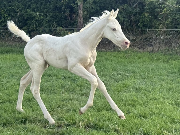 American Paint Horse Jument 1 Année Champagne in Aachen