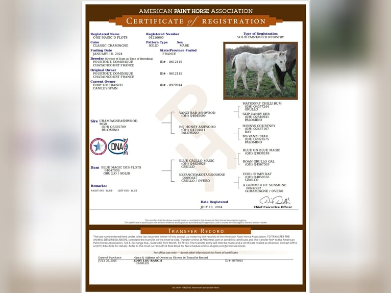 American Paint Horse Jument 1 Année Champagne in Caniles