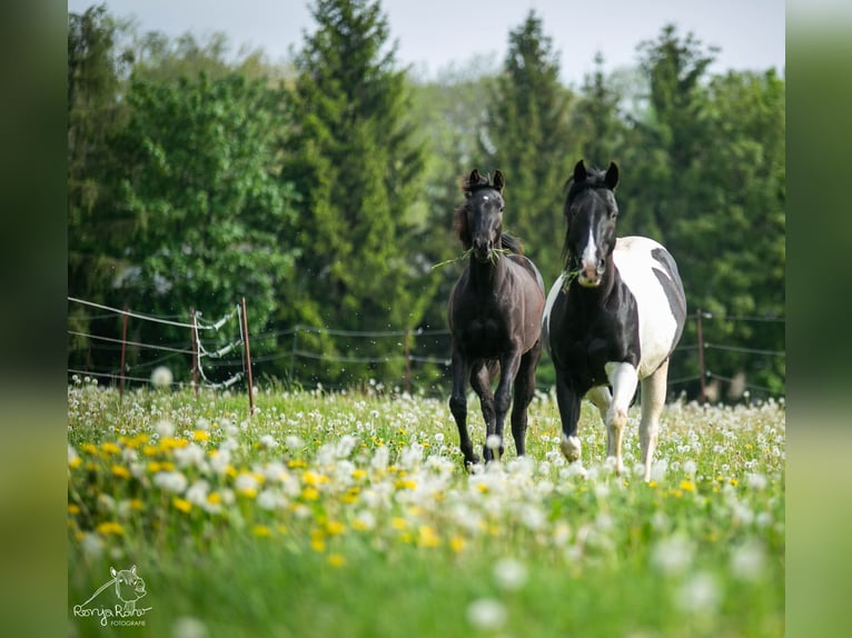 American Paint Horse Jument 1 Année  in Danstedt