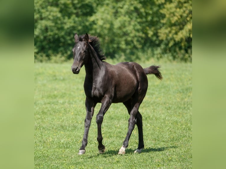 American Paint Horse Jument 1 Année in Danstedt