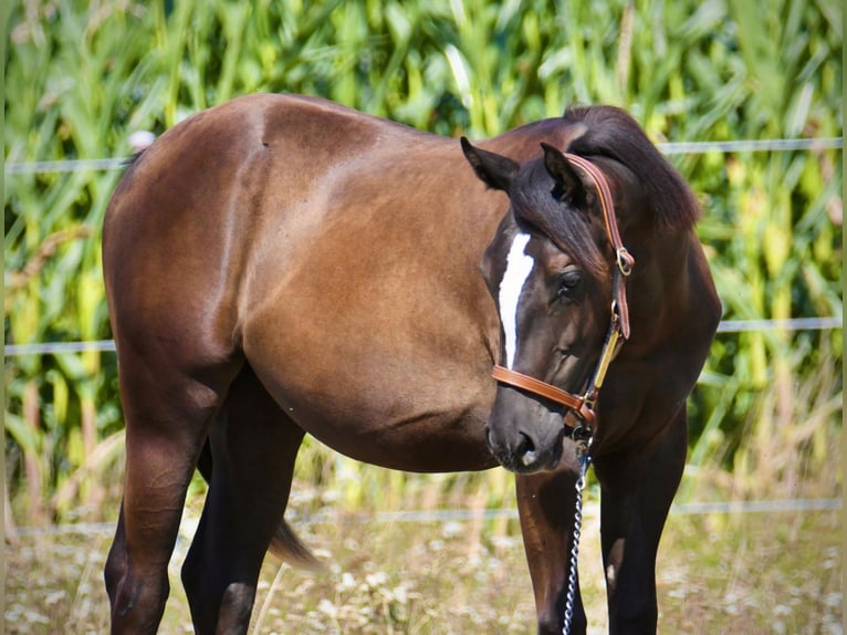 American Paint Horse Jument 1 Année Noir in Thalheim bei Wels