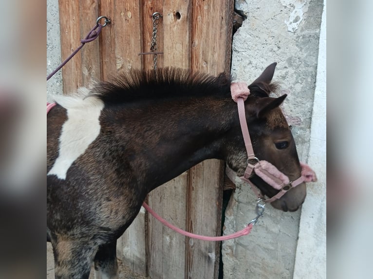 American Paint Horse Croisé Jument 1 Année Pinto in Paternion