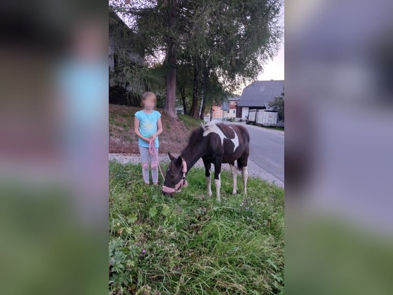 American Paint Horse Croisé Jument 1 Année Pinto in Paternion