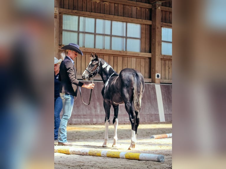 American Paint Horse Jument 1 Année Pinto in Haldenwang