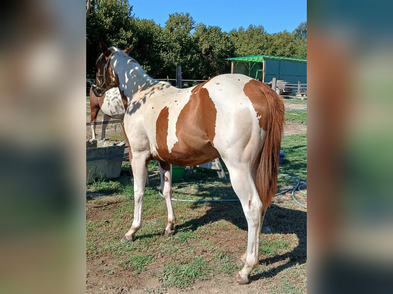 American Paint Horse Jument 1 Année Tobiano-toutes couleurs in Incisa Scapaccino