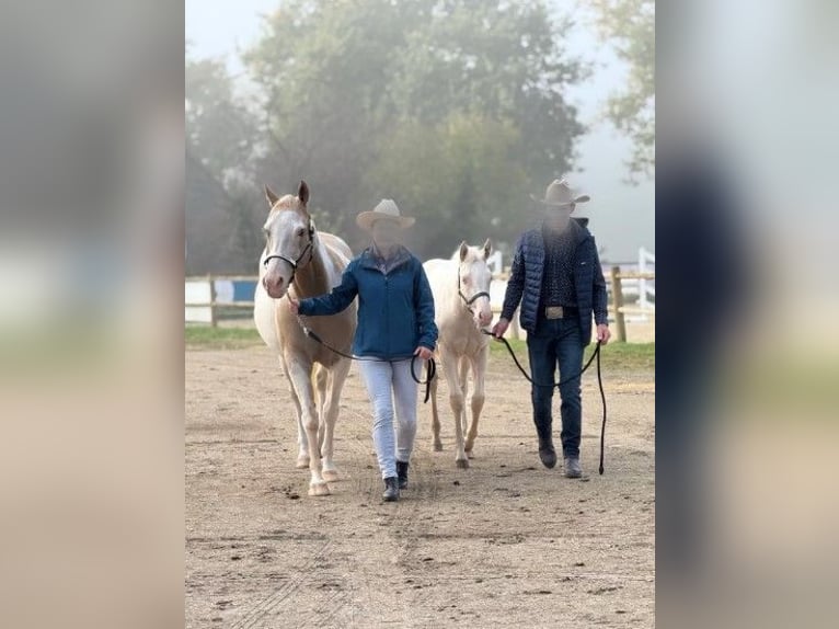 American Paint Horse Jument 1 Année in Ratekau