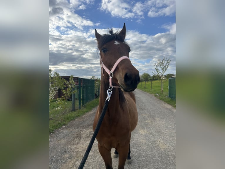 American Paint Horse Croisé Jument 2 Ans 140 cm Alezan in Metterich