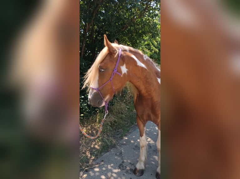 American Paint Horse Croisé Jument 2 Ans 140 cm Tovero-toutes couleurs in Bad Mergentheim