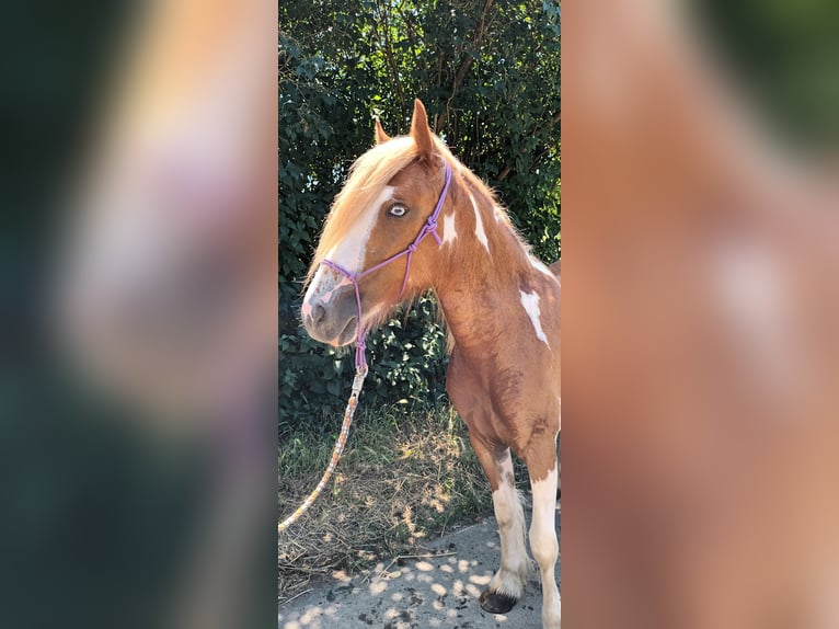 American Paint Horse Croisé Jument 2 Ans 140 cm Tovero-toutes couleurs in Bad Mergentheim
