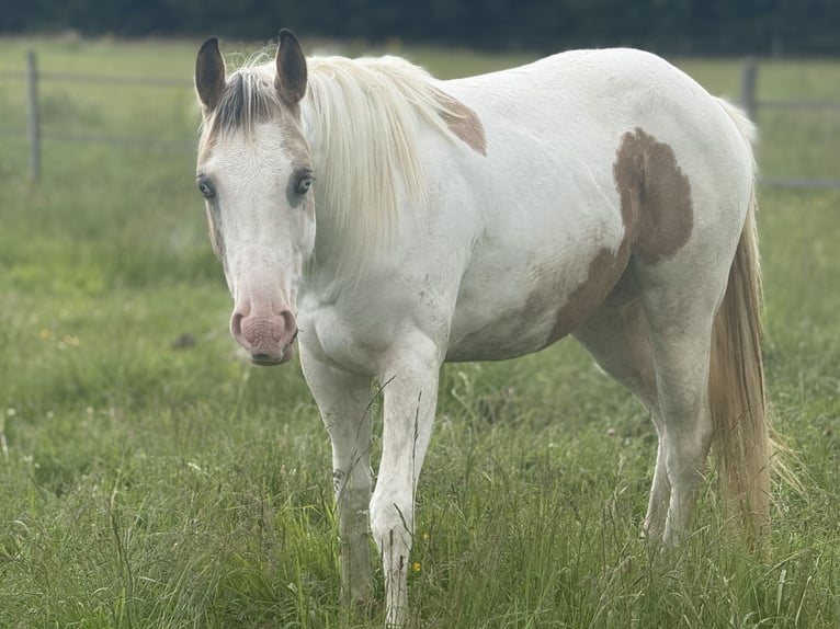 American Paint Horse Jument 2 Ans 141 cm Buckskin in Bossieu
