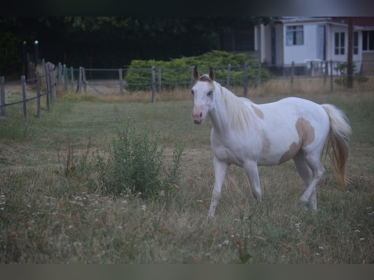 American Paint Horse Jument 2 Ans 141 cm Buckskin in Bossieu