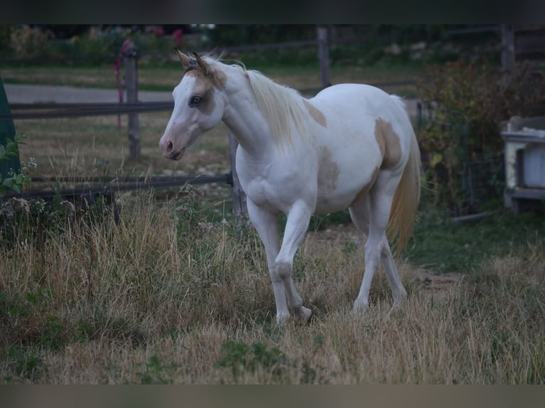 American Paint Horse Jument 2 Ans 141 cm Buckskin in Bossieu