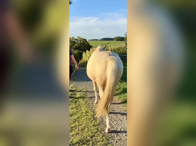 American Paint Horse Croisé Jument 2 Ans 145 cm Palomino in Halver