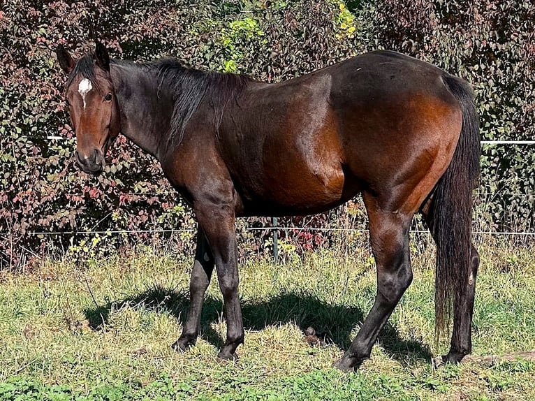 American Paint Horse Jument 2 Ans 147 cm Bai in Haldenwang