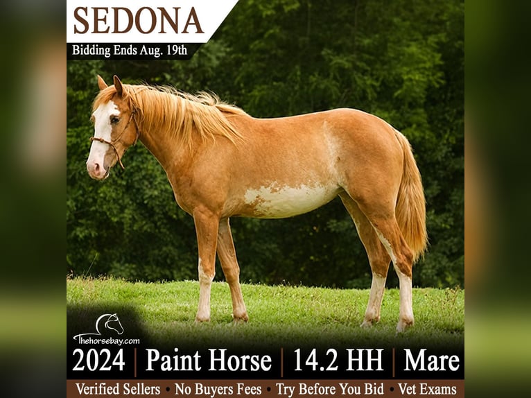 American Paint Horse Jument 2 Ans 147 cm  in Sonora, KY