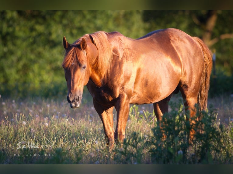 American Paint Horse Jument 2 Ans 150 cm Alezan brûlé in WarburgWarburg
