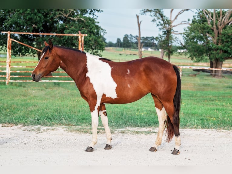 American Paint Horse Jument 2 Ans 150 cm Bai cerise in Normangee