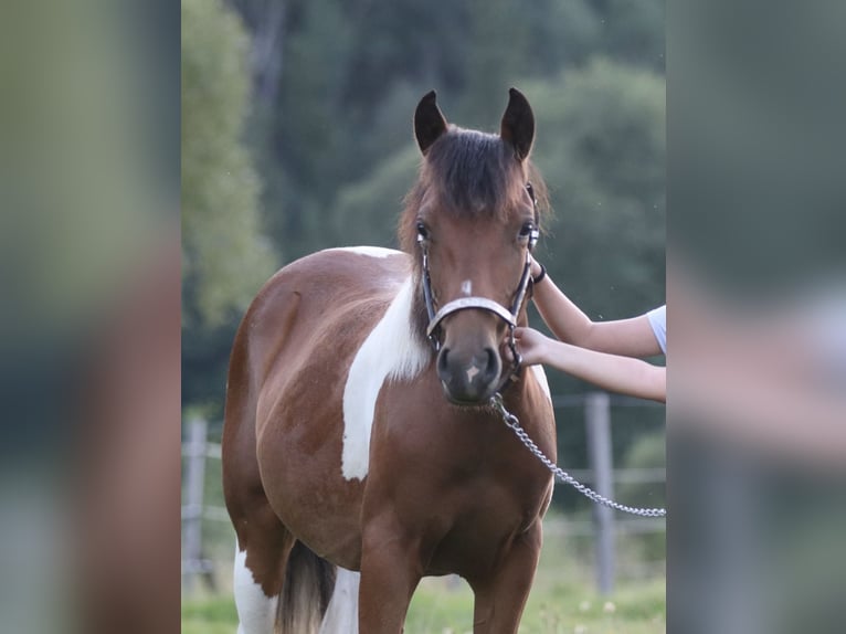 American Paint Horse Jument 2 Ans 150 cm Bai in Rajcza