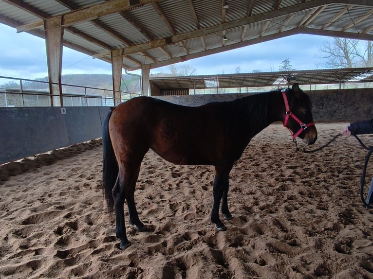 American Paint Horse Jument 2 Ans 150 cm Bai in Bad Colberg