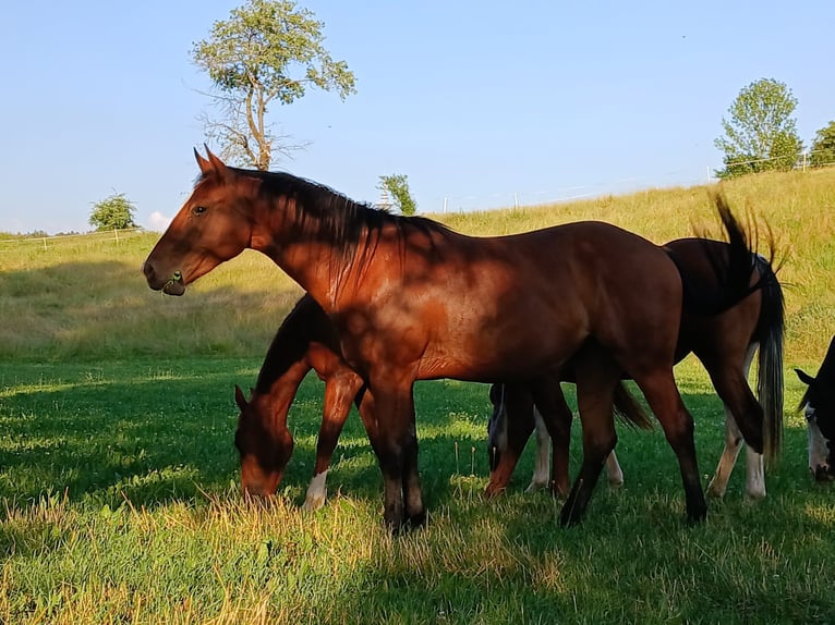 American Paint Horse Jument 2 Ans 150 cm Bai in Eggenthal